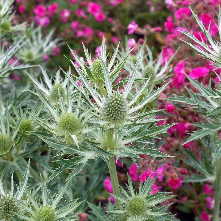 Sea Holly Big Blue Potted Sea Holly Plant