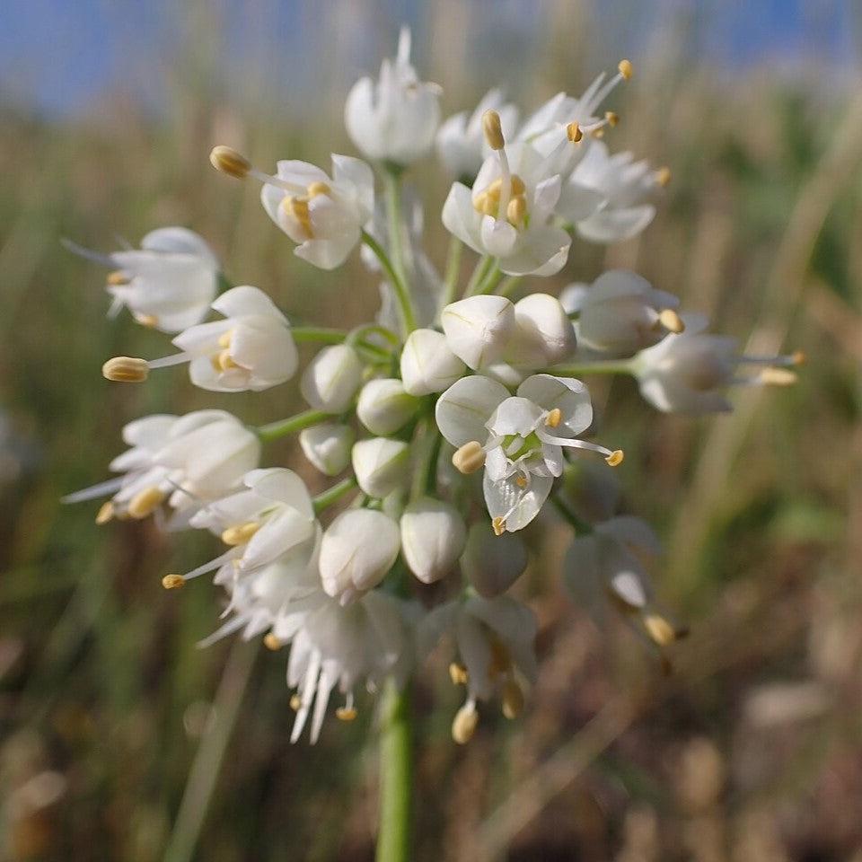 Allium cernuum  Potted Ornamental Onion Plant