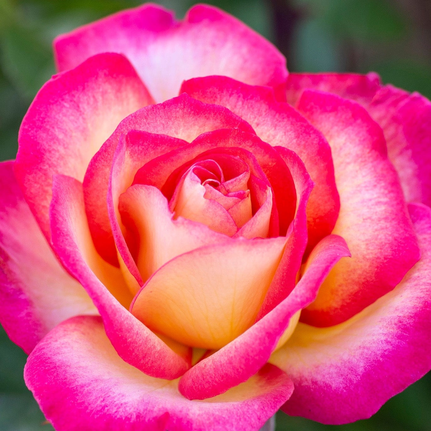 Rainbow Sorbet™  Potted Rose Bush
