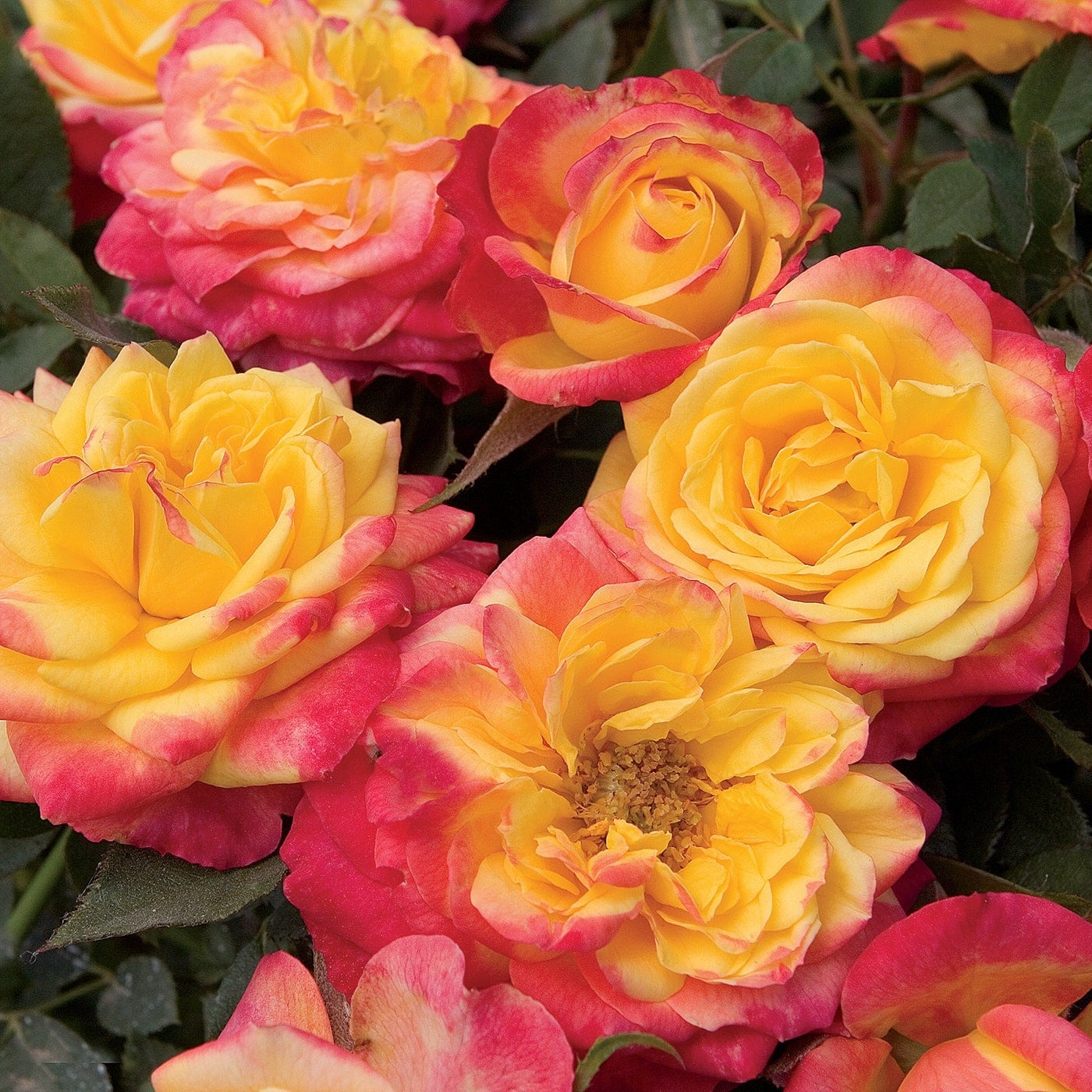 Sunblaze® Rainbow Bare Root Tree Rose - POM POM