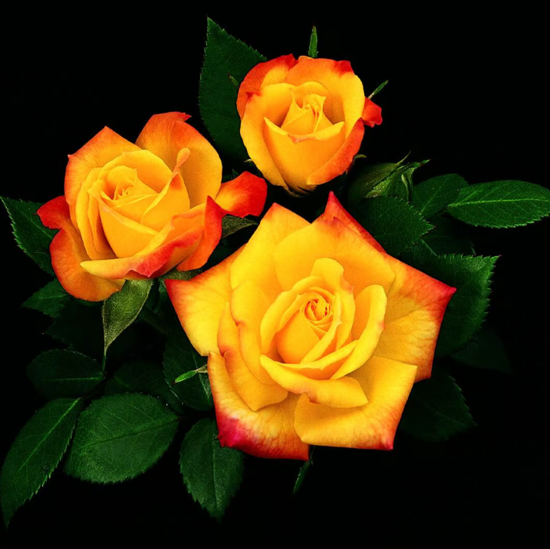 Rainbows End™ Potted Rose Bush