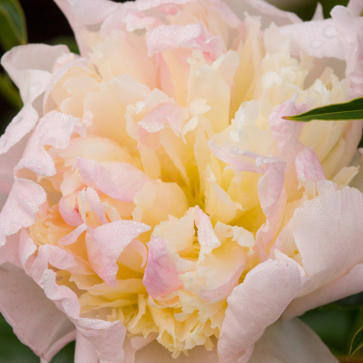 Peony Raspberry Sundae - Peony Bulbs