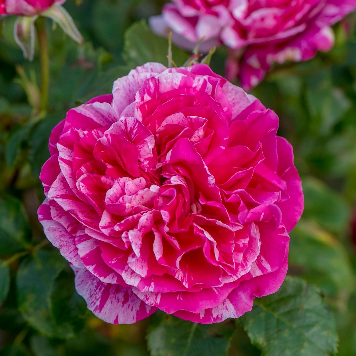 Raspberry Cream Twirl™  Bare Root Climbing Rose