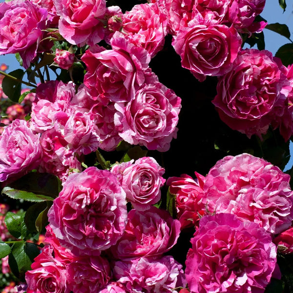 Raspberry Cream Twirl™ - Climbing Rose Bush