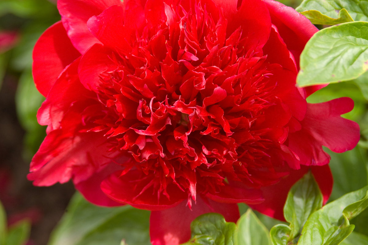 Peony Red Charm - Peony Bulbs