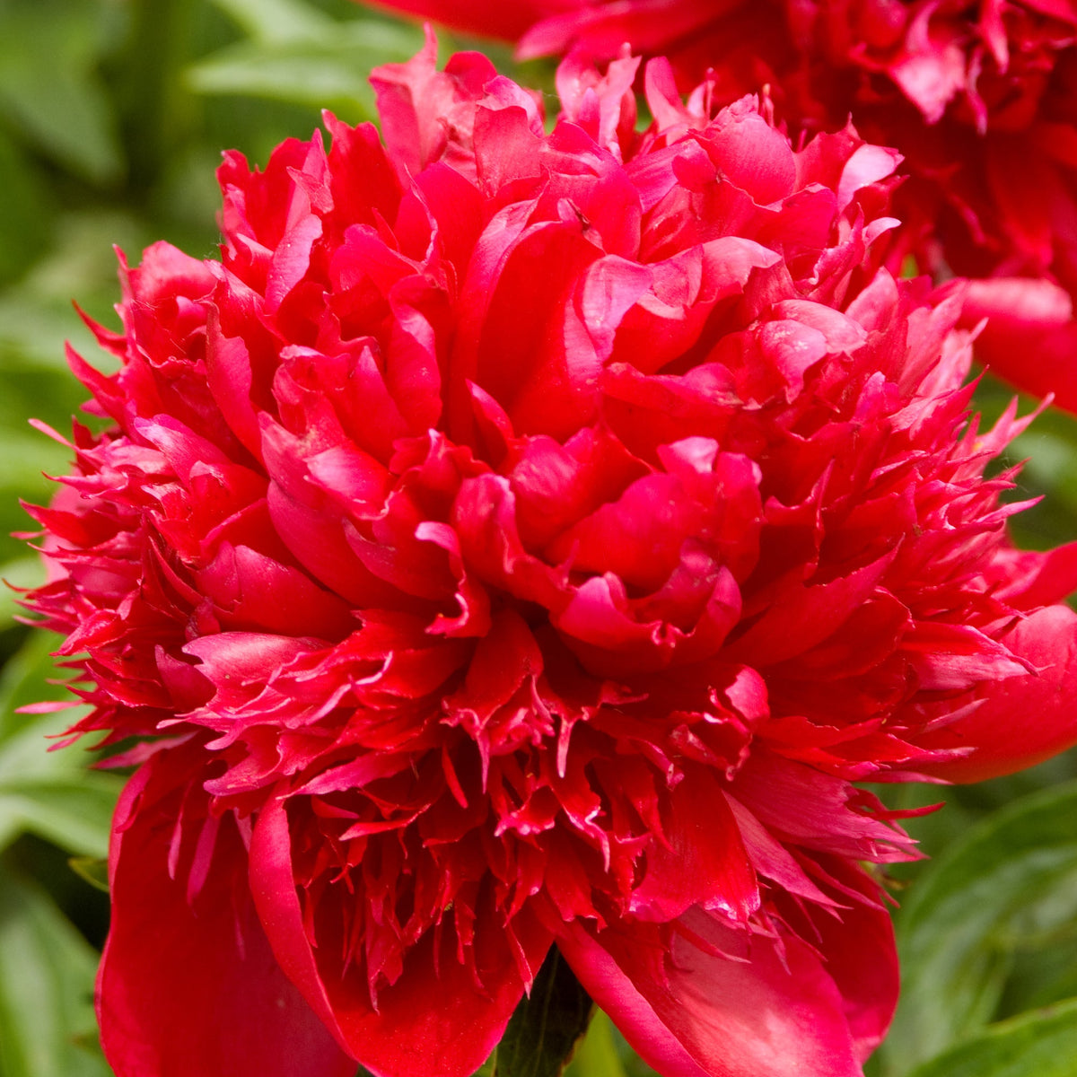 Peony Red Charm - Peony Bulbs