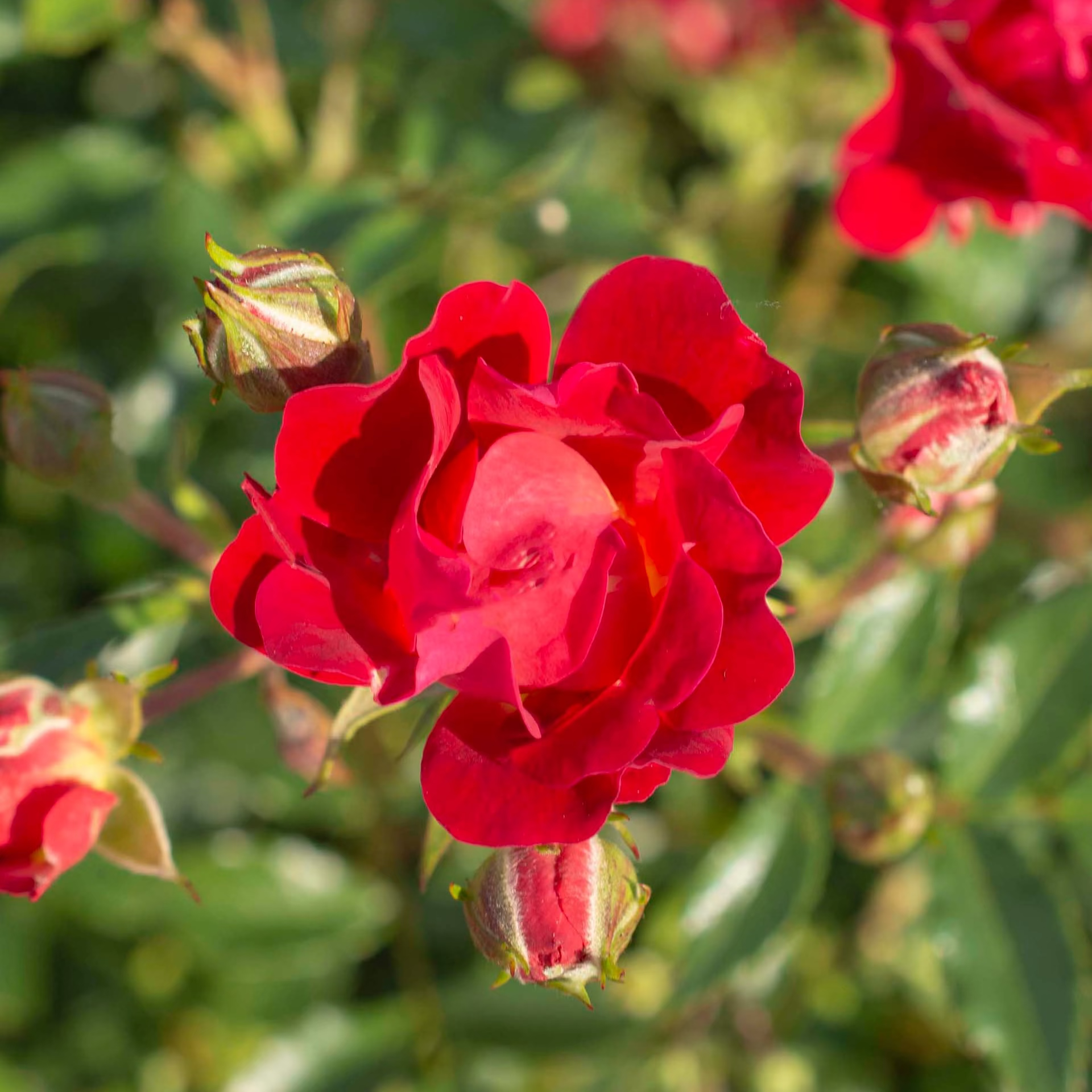 Red Drift®  Bare Root Tree Rose