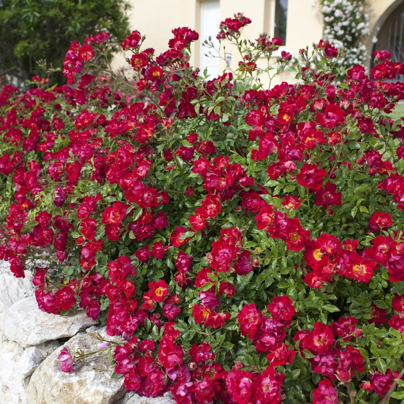 Bouquet of red flowers with green leaves against a stone wall and building background