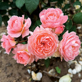 Reflecting Glory™ Bare Root Rose Bush