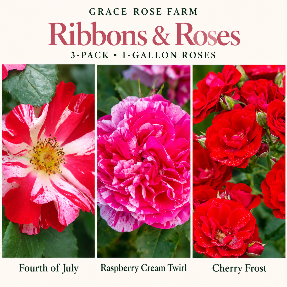 RIBBONS & ROSES 3 Pack - Fourth of July, Raspberry Cream Twirl™ & Cherry Frost™
