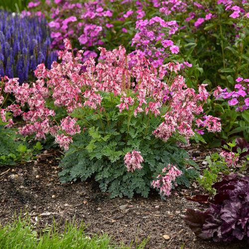 Bleeding Heart 'Pink Diamonds' Potted  Bleeding Heart Plant
