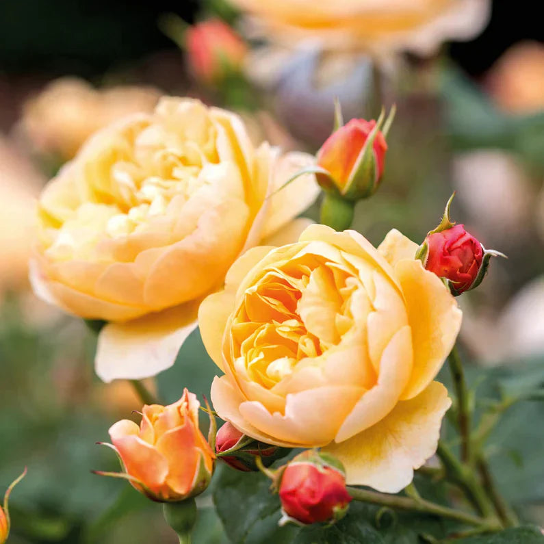 David Austin®  Roald Dahl® Potted Rose Bush
