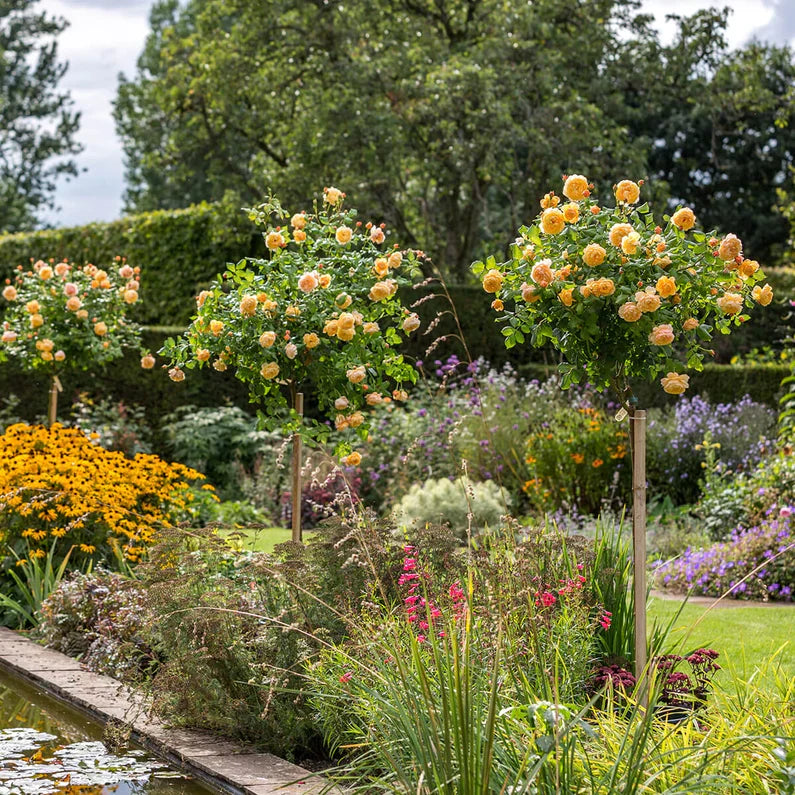 David Austin®  Roald Dahl® Potted Rose Bush