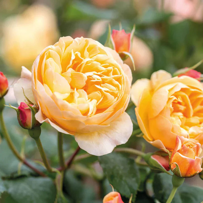 David Austin®  Roald Dahl® Potted Rose Bush