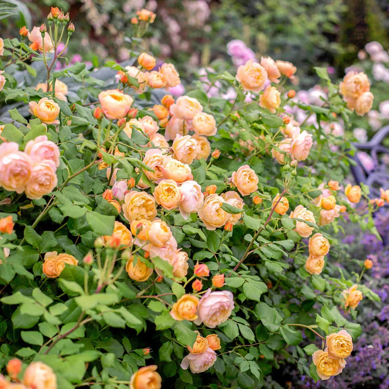 David Austin®  Roald Dahl® Potted Rose Bush