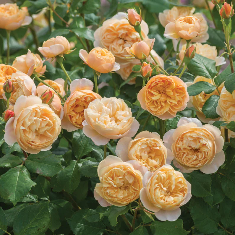 David Austin®  Roald Dahl® Potted Rose Bush