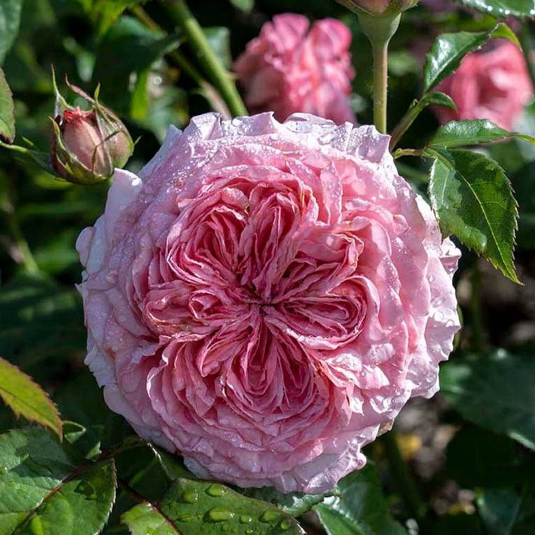 Romantica® Ball Gown™ Potted Rose Bush