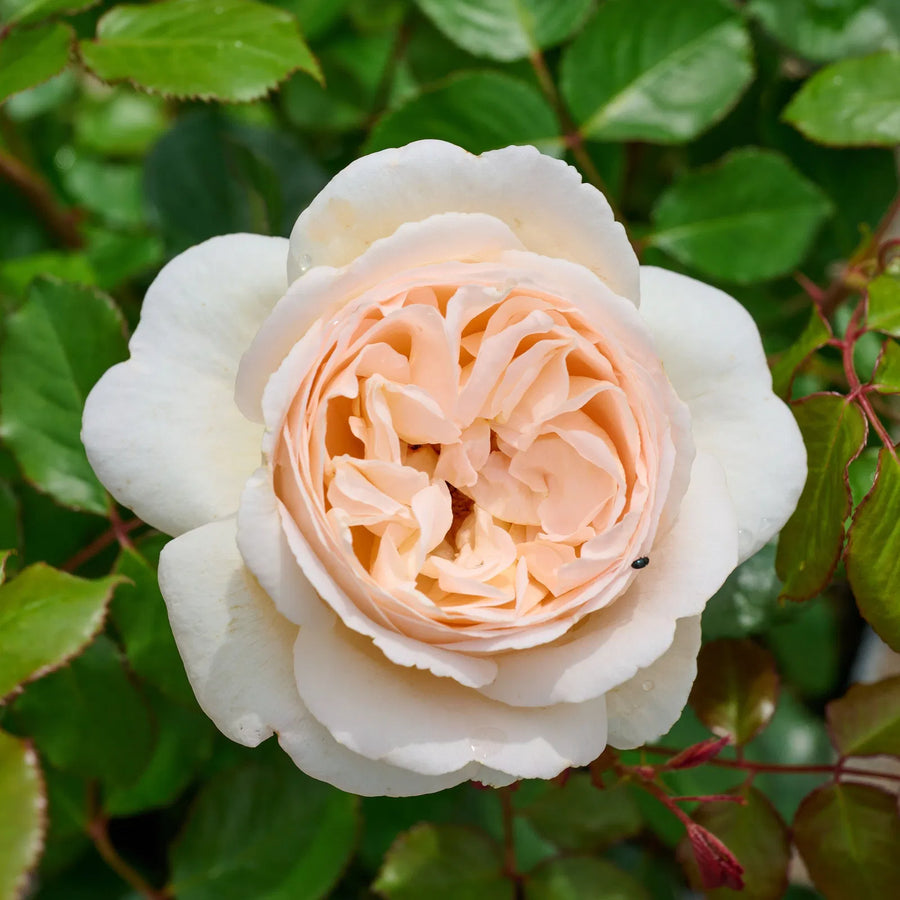 Wilhelmina-Grace™ Potted Rose Bush