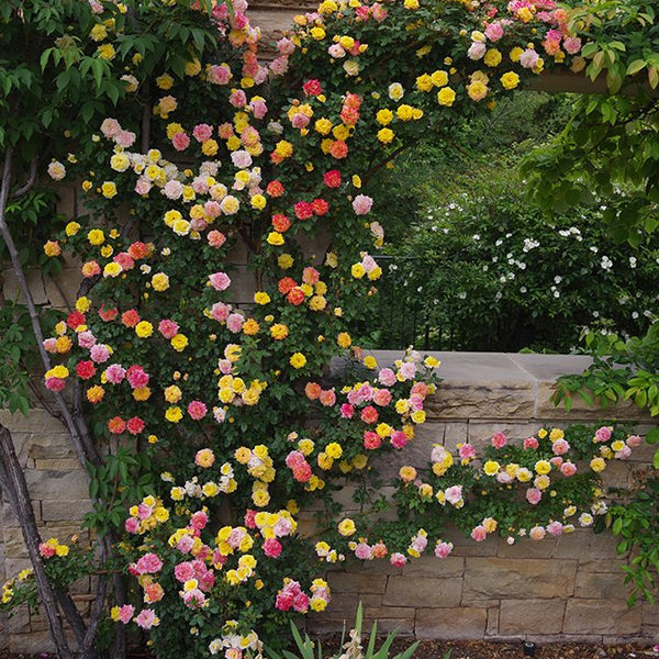 Rainbows End Potted Climbing Rose