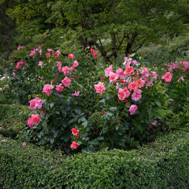 Easy Elegance® All the Rage™ Bare Root Rose Bush