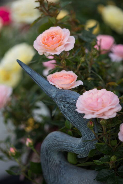 Easy Elegance® Calypso™ Bare Root Rose Bush