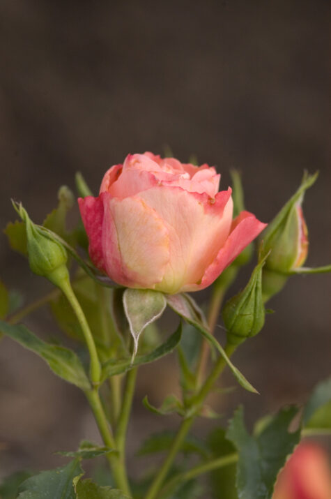 Easy Elegance® Coral Cove Bare Root Rose Bush