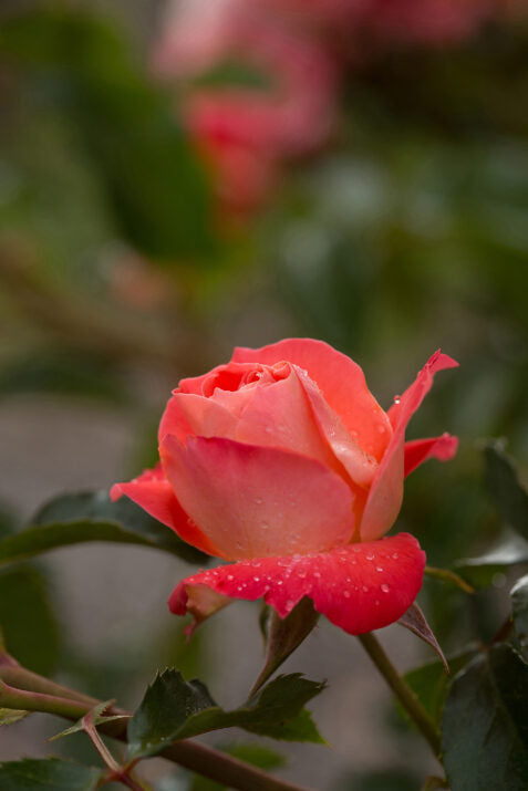 Easy Elegance® Coral Cove Bare Root Rose Bush