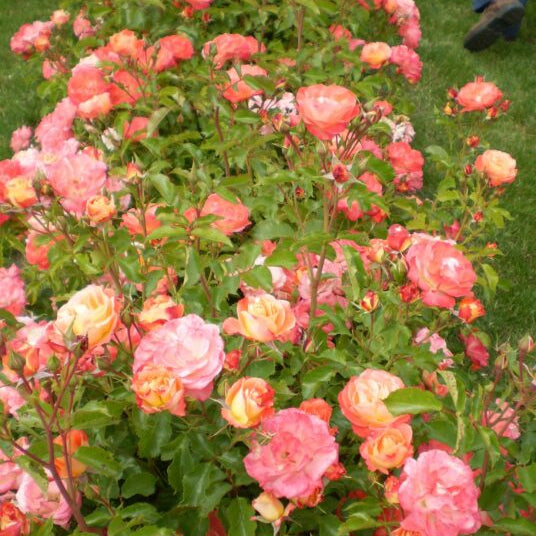 Easy Elegance® Coral Cove Bare Root Rose Bush