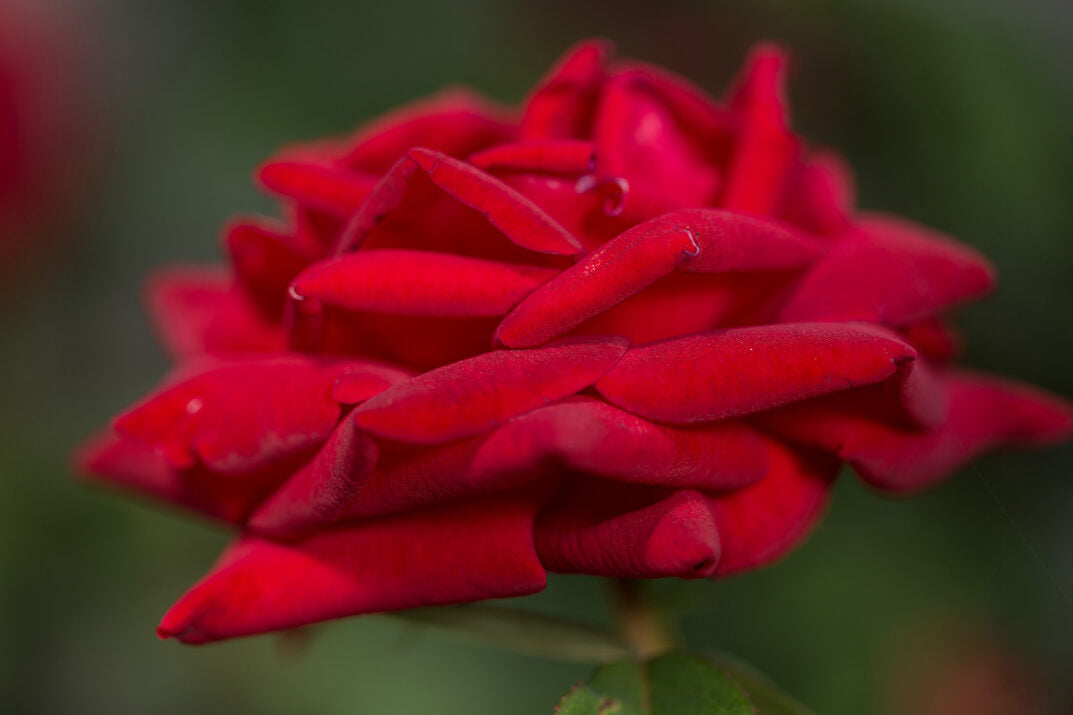 Easy Elegance® Kashmir Bare Root Rose Bush