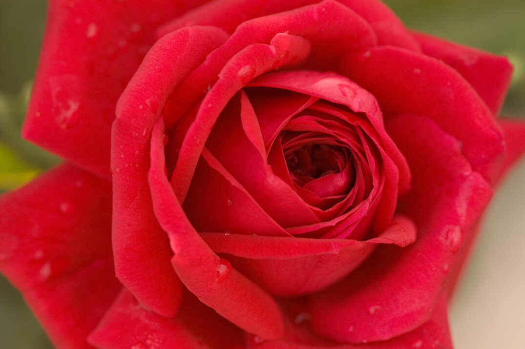 Easy Elegance® Kashmir Bare Root Rose Bush