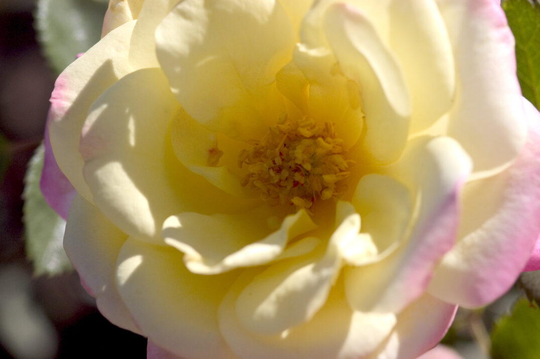 Easy Elegance® Music Box Bare Root Rose Bush