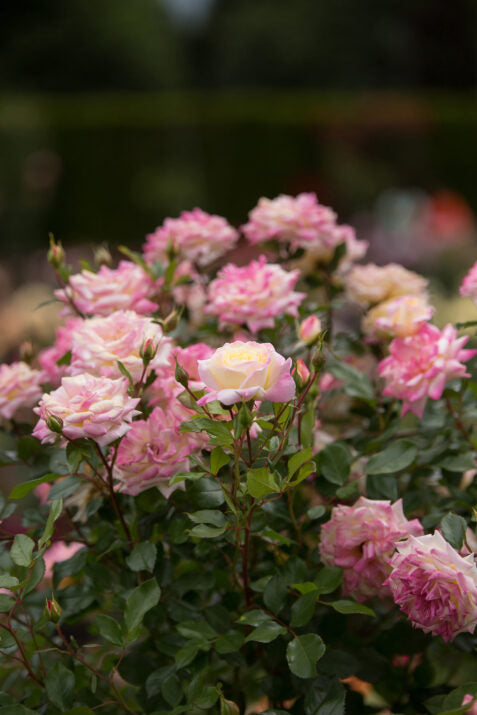 Easy Elegance® Music Box Bare Root Rose Bush