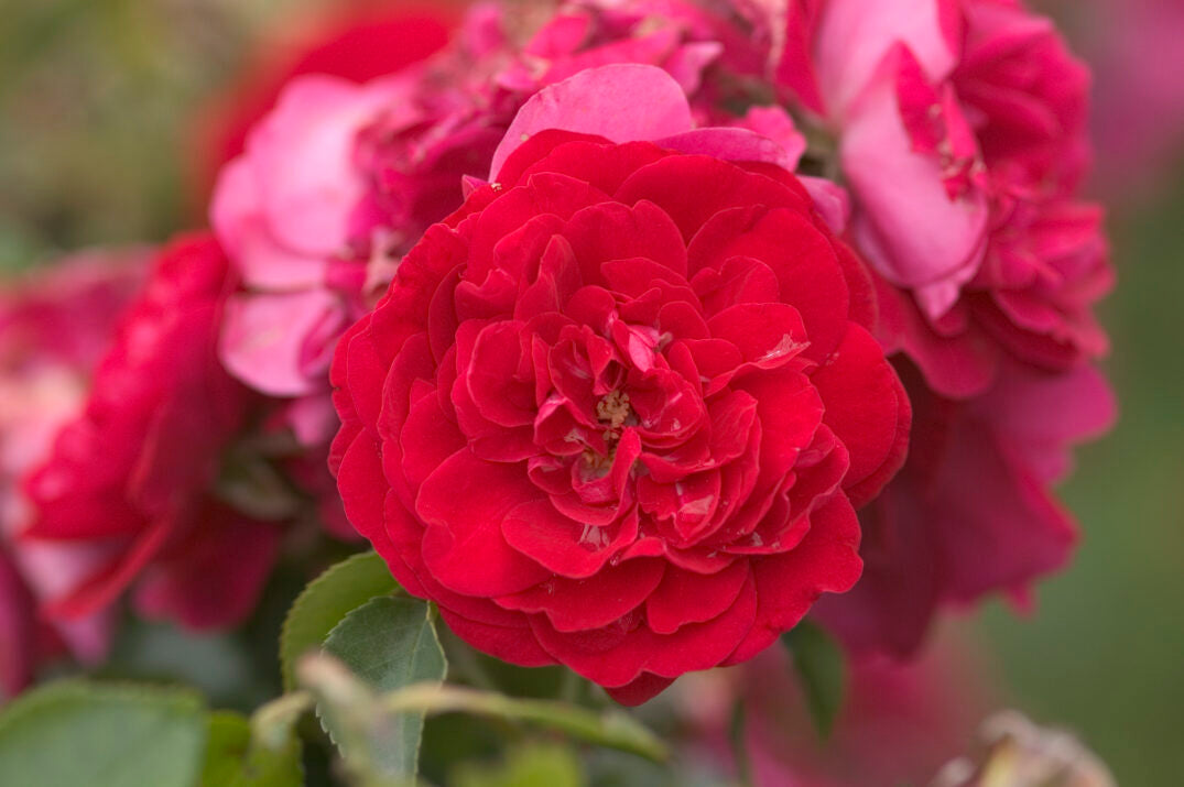 Easy Elegance® Paint the Town Bare Root Rose Bush