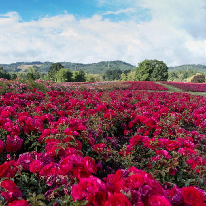 Easy Elegance® Paint the Town Bare Root Rose Bush