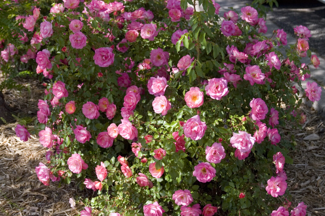 Easy Elegance® Sunrise Sunset Bare Root Rose Bush