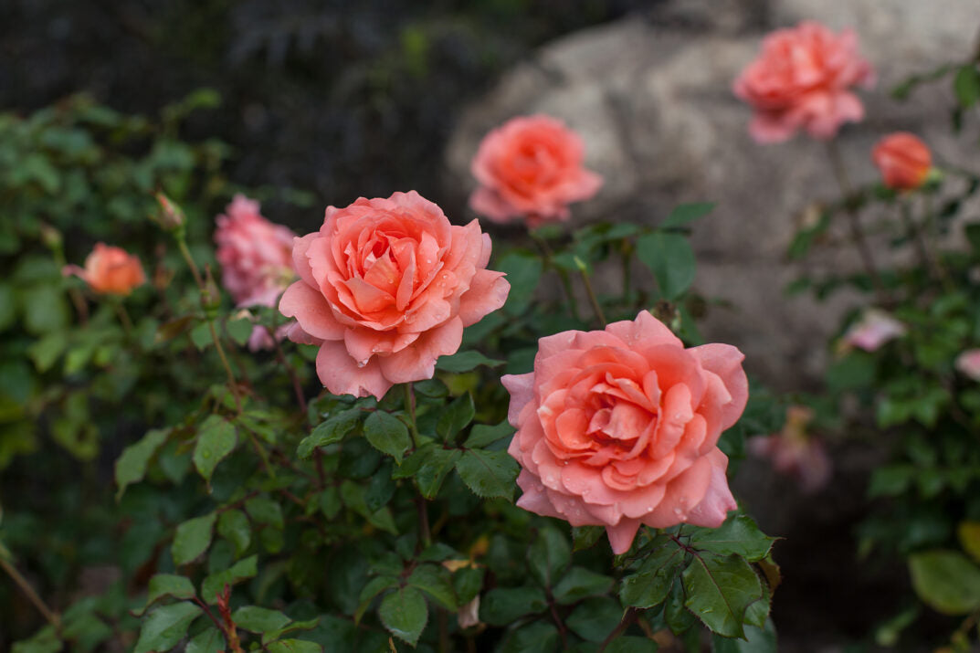 Easy Elegance® Sweet Fragrance Bare Root Rose Bush