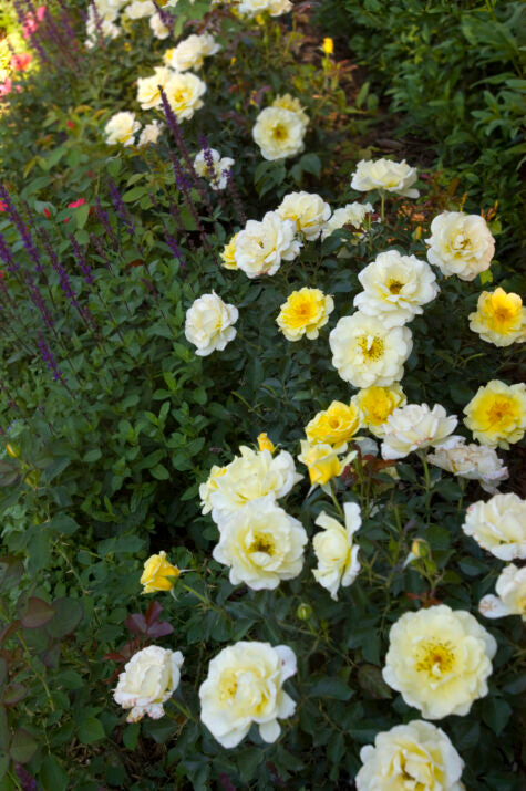 Easy Elegance® Yellow Submarine Bare Root Rose Bush