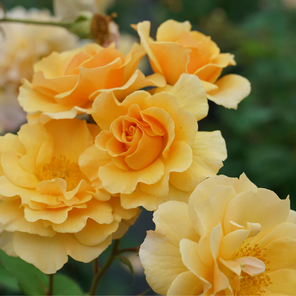 Proven Winners® Rise Up Amberness® Potted Rose Bush