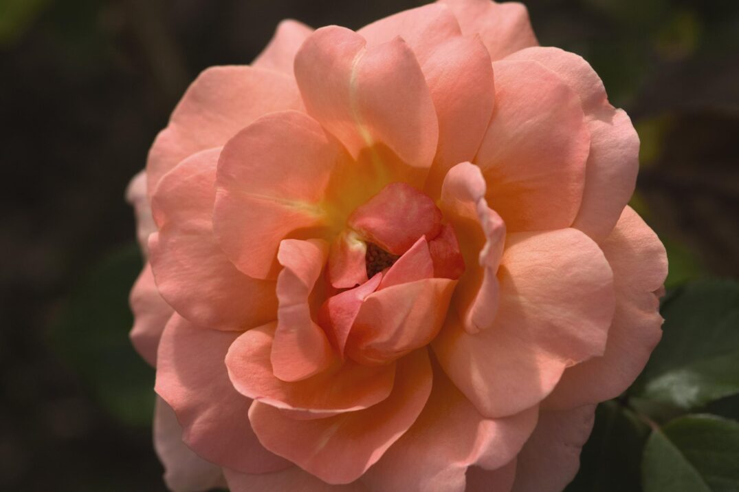 Easy Elegance® Sweet Fragrance Bare Root Rose Bush