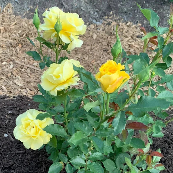 Sunsprite   Bare Root Rose Bush