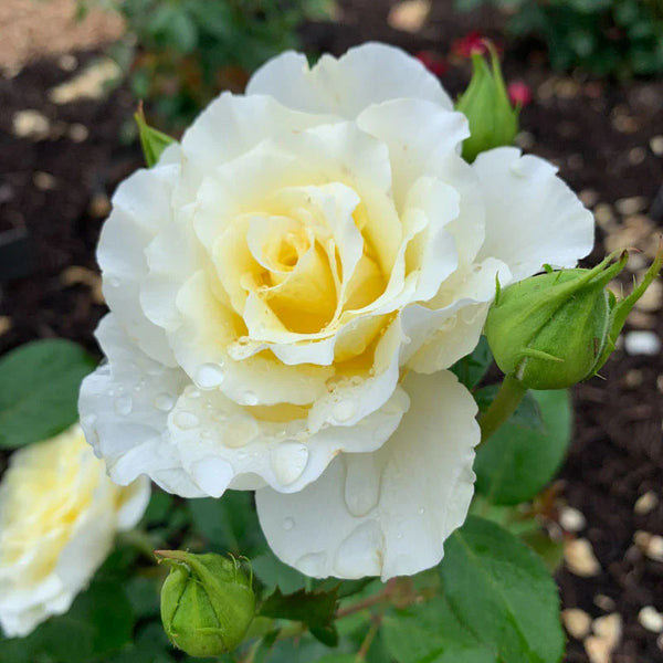 White Licorice™ Bare Root Rose Bush