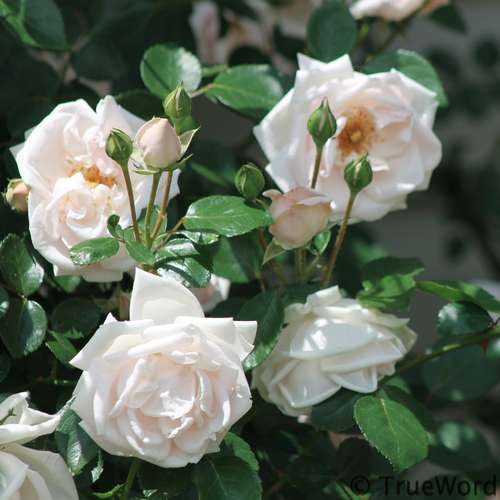 New Dawn Bare Root Climbing Rose