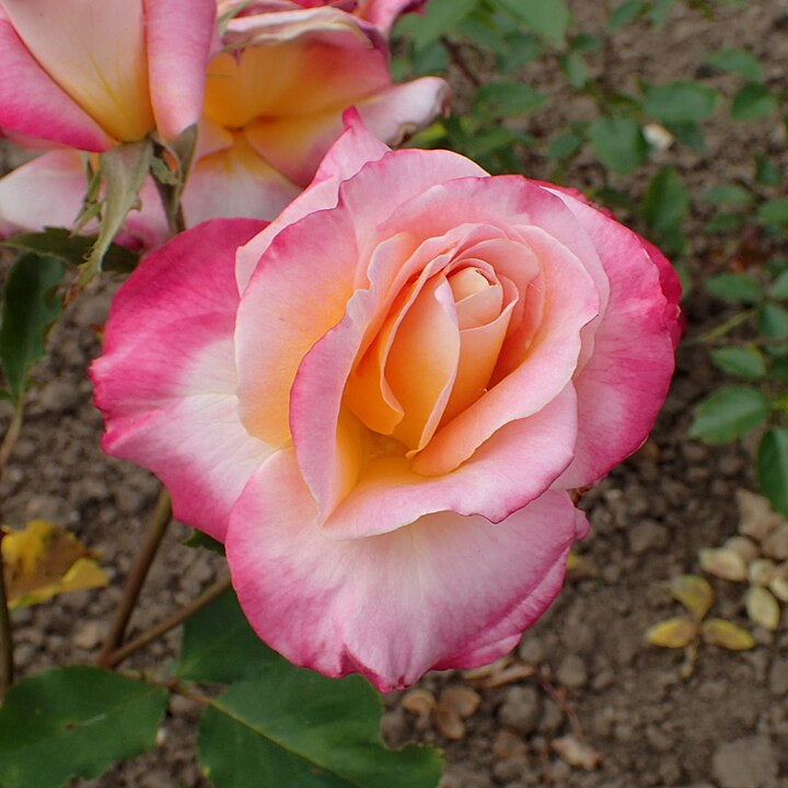 Granada Potted Rose Bush