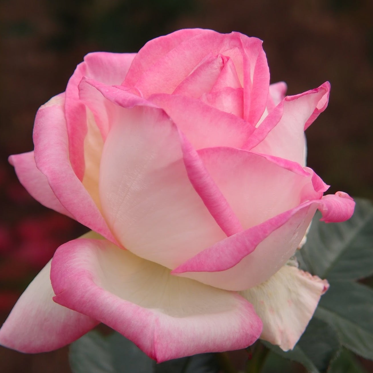 Princesse De Monaco® Bare Root  Rose Bush
