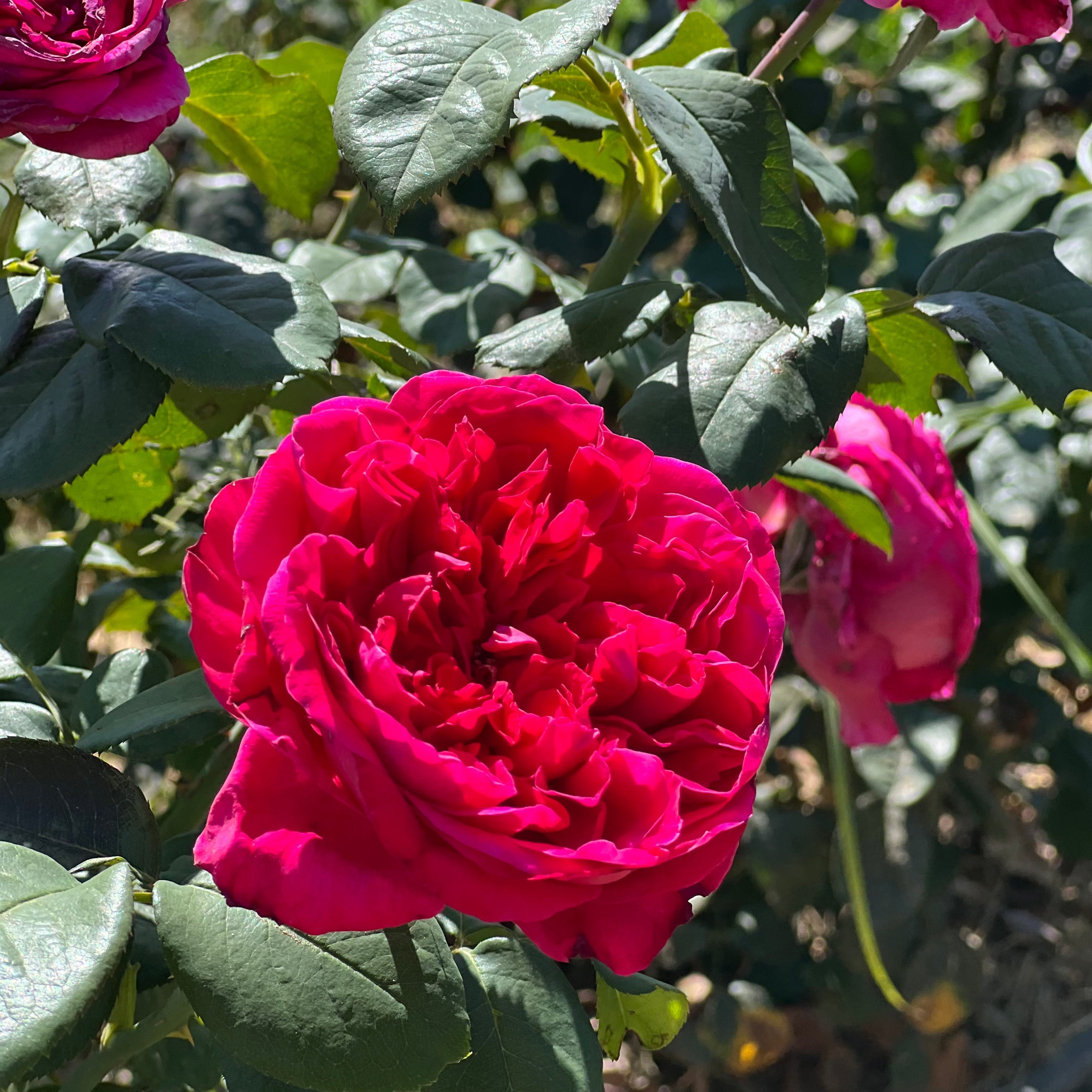 Rouge Royale ™ Bare Root Rose Bush