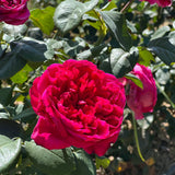 Rouge Royale™ Rose Bush