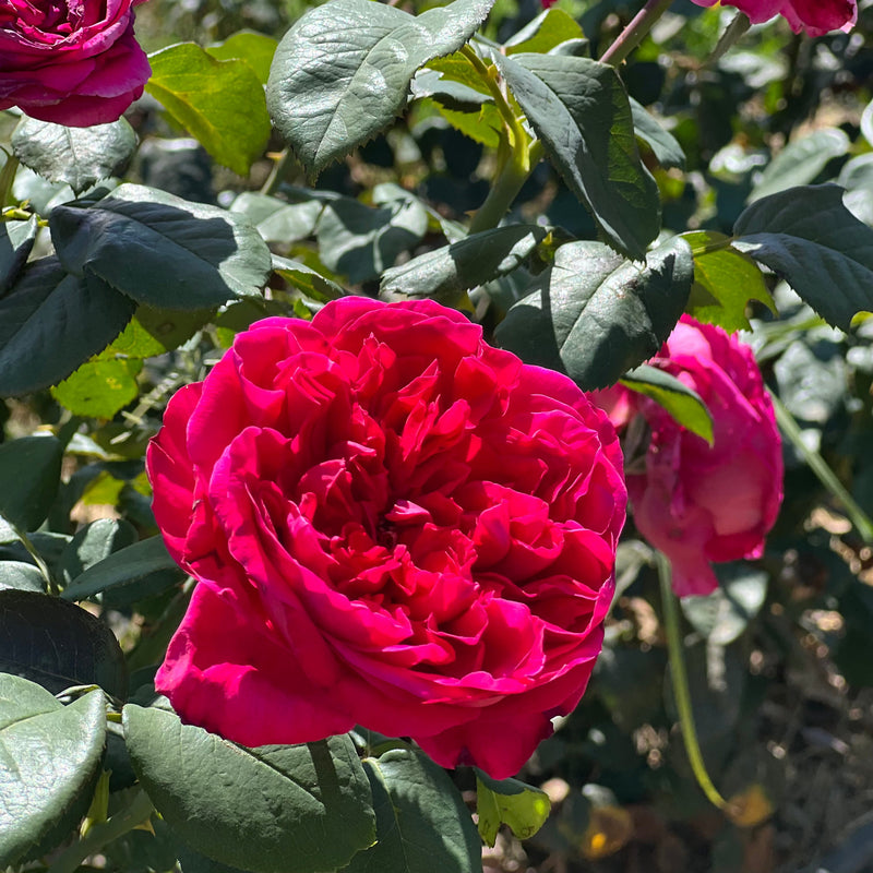 Rouge Royale™ Rose Bush