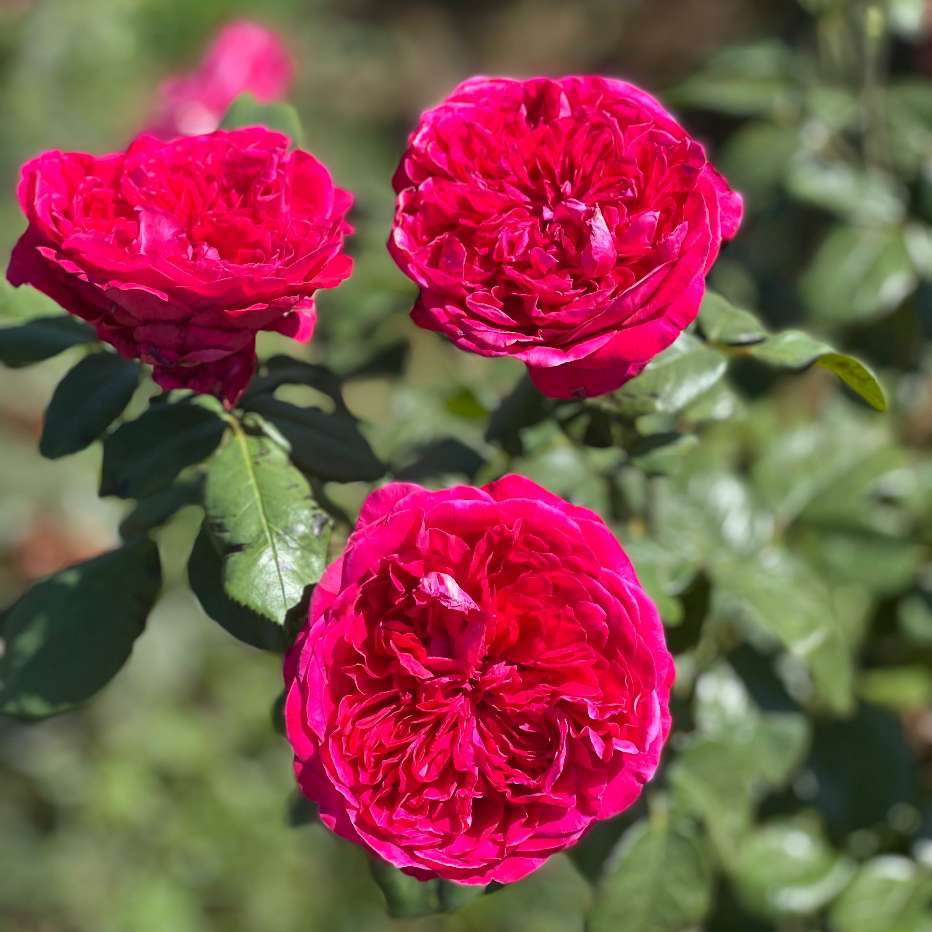 Marianne’s Heart® Garden Color Stories™ Bundle of 3 Bare Root Roses