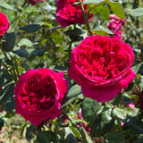 Rouge Royale™ Rose Bush