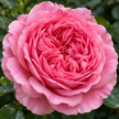 Pink Roses